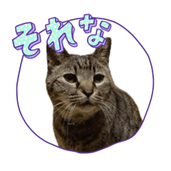 Junetoto