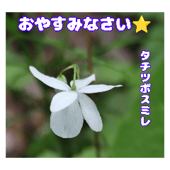 Daily greeting of late spring and flower