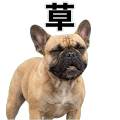 法國鬥牛犬毒舌 1♫
