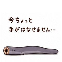 Slimy lamprey