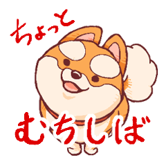 A bit chubby Shiba dog [MUCHISHIBA]