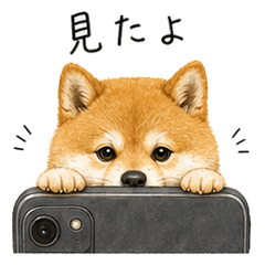 Lazy Shiba Inu Read Receipts