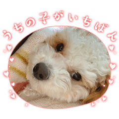 chiba_20260508221952
