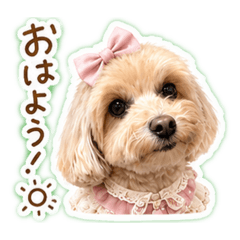 yuuri_20260508223837