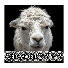 maetake_20260508195310