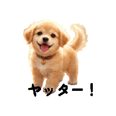 Animal  Lovely