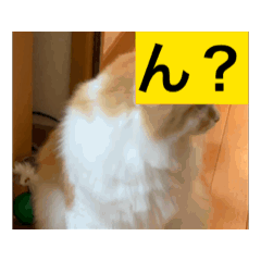 SO_20260511204847