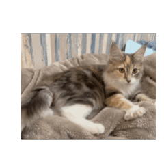 SHIRASU-Nyan_20260511221157