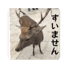 Gonjiro_20260511212655