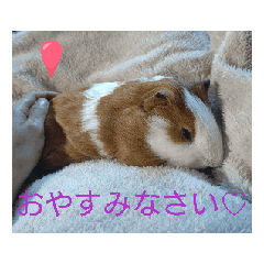 kokuhoumoruchan_20260512094031