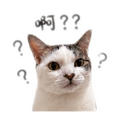 迷因奶糖