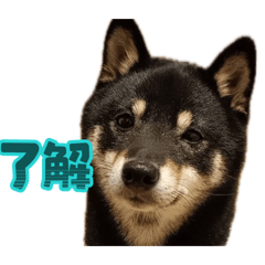 Mirai_20260508201053