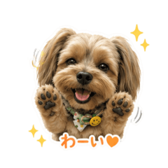かわいい！垂れ耳ヨーキー！