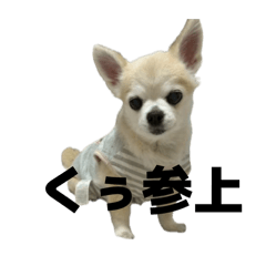 kirara_20260509002859