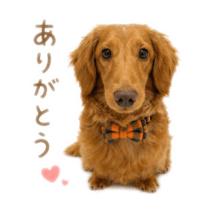 Uchinokostamp_20260509003951