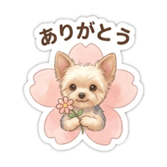 Cute & Cozy Yorkie Daily