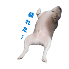 My Four Pups_20260509032645