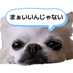 Shu_20260509031550