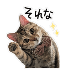 nao_20260509004423