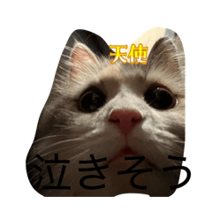 mayurou_20260508221028