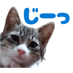 Cute Cat Brothers Reactions