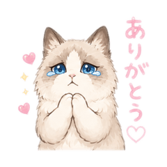 lovely ragdoll cats