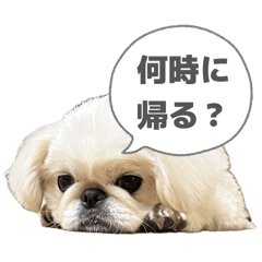 chachanowa_20260509171414