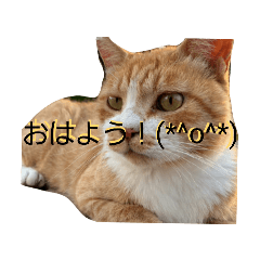 taisei_20260509180427