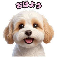 Cavalie and Bichon Frise mix dog 268