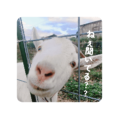 Haruchan_20260508231835