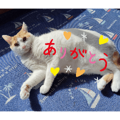 yurukaway_20260509182303