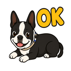 Shingo the Boston Terrier