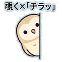 Pastel Barn Owl: Daily Fluff