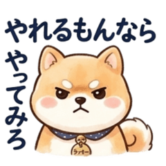 Lucky the Mame-Shiba: Angry & Aggressive