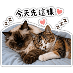 布柏與他的朋友小痣