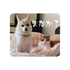 Ayanee_20260509145856