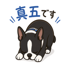 Shingo the Boston Terrier #2