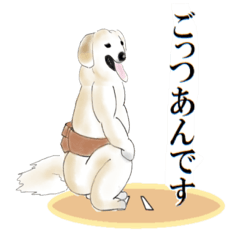 dog sumo