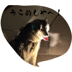 maro_20260509154518