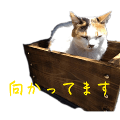 haruharu_20260509185840