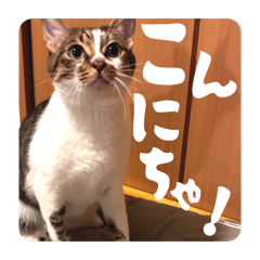 clever and cute cat Uzura-kun