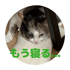 nyankobiyori_20260509190331