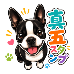 Shingo - Mischievous Boston Terrier
