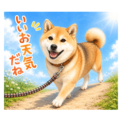 Gentle Shiba Inu Days