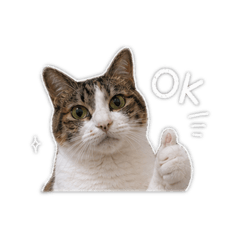 Oooolen(チャッピー製)