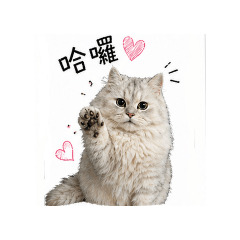 我家的咘咘