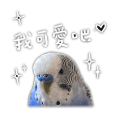 虎皮的皮皮