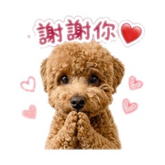小寶貝妞妞