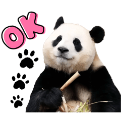 就是熊貓呀