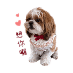 無肛米妮的實用貼圖1
